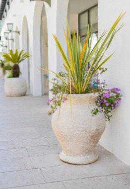Güneşli avluda açan mor çiçekli kırsal seramik ekici. Akdeniz açık hava dekorasyonu, yaz atmosferi ve çiçekli gölge oyunları. Boşluğu kopyala.