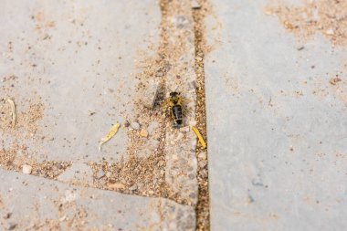 Kalıplı taş yüzeyde dinlenen arıya yakın çekim. Çevresel kırılganlık, böcek yaşamı ve ekolojik farkındalık