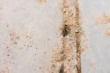 Kalıplı taş yüzeyde dinlenen arıya yakın çekim. Çevresel kırılganlık, böcek yaşamı ve ekolojik farkındalık
