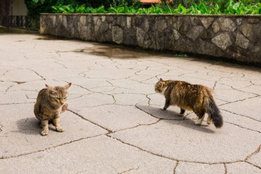 Güneşli avluda kırık kaldırımda iki sokak kedisi. Sokak hayvanları, şehir yaban hayatı ve günlük doğa etkileşimi.