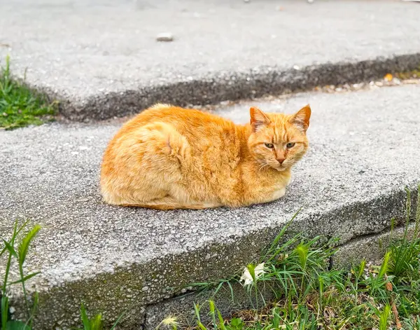 Kızıl bir kedi çimlerin yanındaki taş kaldırımda sessizce dinleniyor. Sakinlik, bağımsızlık ve evcil bir kedi tarafından sembolize edilen huzurlu bir açık hava yaşam tarzı.