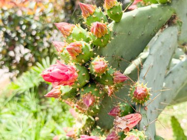 Opuntia veya dikenli armut kaktüsü. Kümelenmiş tomurcukları ve çiçekleri olan kaktüslere yakın çekim. Doğa, botanik, bitki örtüsü ve doğa ortamında gelişen büyümenin gözlemi