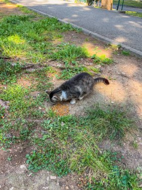 Bir kedi doğada yerde yemek yer. Şehir yaban hayatı, hayatta kalma ve evcil hayvan hayatı