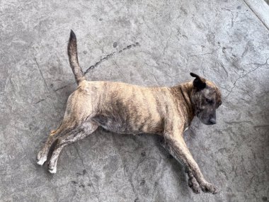 Sokak köpeği beton zeminde dinleniyor. Hayvan refahı, kentsel yaşam ve şehir ortamında dayanıklılık