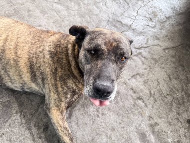 Dilini çıkarmış sokak köpeği yerde yatıyor. Hayvan ifadesi, kentsel hayatta kalma ve yaz sıcağında açık hava yaşamı.