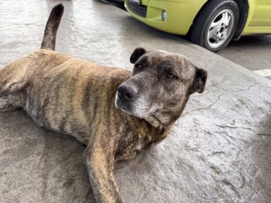 Yerde yatan başıboş bir köpek portresi. Hayvan ifadesi, kentsel hayatta kalma ve yaz sıcağında açık hava yaşamı.