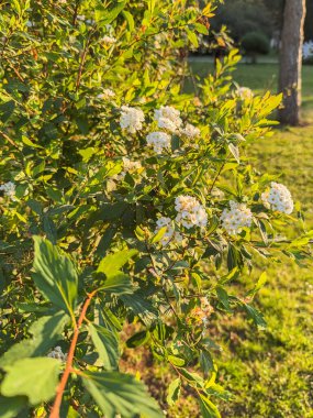 Spiraea kantoniensis gelin çelengi spirea beyaz çiçek kümeleri bahar çalıları.