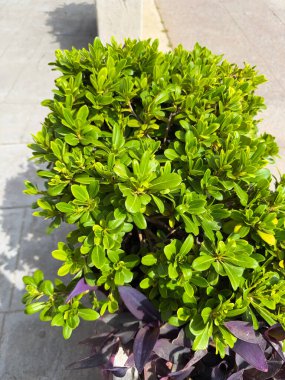 Boxwood Buxus sempervirens ya da Avrupa kutusunda parlak yeşil yapraklar. Evergreen Bahçesi. Yakın plan..