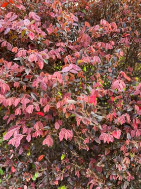 Loropetalum chinense, genellikle loropetalum, Çin püsküllü çiçeği ve kayış çiçeği olarak bilinir. Düşük ışık altında yapraklar ve yağmurdan sonra su damlaları.
