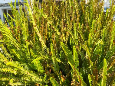 Nefrolepis exaltata, kılıç eğreltiotu ya da Boston. Lomariopsidaceae familyasındaki eğreltiotu türleri
