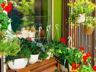 Sokağın köşesinde çiçek açan saksılar. Doğa, yeşillik ve günlük bahçe kültürü.