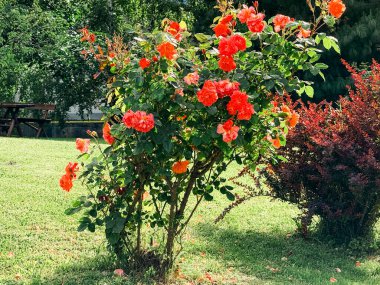 Yeşil çimlerde açan kırmızı gül çalısı güneş ışığı ve yaz günü arka planda ağaçlar. Bahçe güzelliği, doğa, büyüme, süs bitkisi ve doğa yaşam tarzı