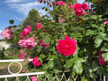 Beyaz metal çitlerin yanında büyüyen pembe gül çalısı ve güneş ışığı altında yapraklar ve çiçekler. Bahçe, bitki, süs bitkisi, mevsimlik güzellik ve açık hava yaşam tarzı.