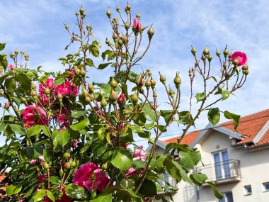 Parlak pembe güller, yaz bahçesinde güneş tarafından aydınlatılan taç yapraklarıyla yakın plan kompozisyonda çiçek açarlar. Doğa, bitki, süs bitkisi, mevsimlik güzellik ve açık hava yaşam tarzı.