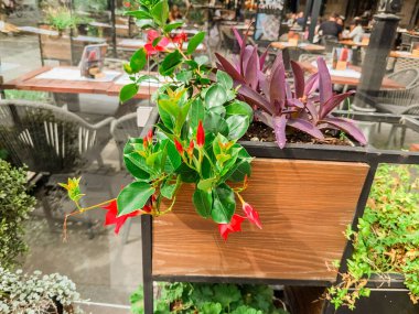 Kırmızı ve mor bitkiler, şehirdeki kafe terasında yeşil yapraklı ahşap konteynırlara yerleştirilmiş. Şehir yaşam tarzı, dekorasyon, doğa, yeşillik ve açık hava yemek kültürü.