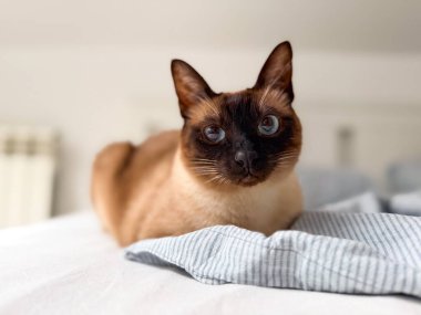 Yumuşak kumaşlı ve çizgili battaniyeli bir yatakta dinlenen mavi gözlü siyam kedisi. Evcil hayvan, evcil hayvan ve yaşam tarzı evdeki dostluğu, rahatlığı ve duygusal bağı simgeliyor.