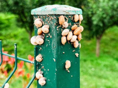 Doğal ortamdaki yeşil metal bir direğe sarmal kabuklu salyangoz kümesi. Çevredeki uyum, esneklik ve biyolojik çeşitliliği sembolize eden ekoloji, biyoloji ve vahşi yaşam