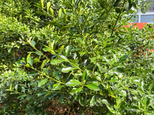 Euonymus japonicus, Japonya, Kore ve Çin 'e özgü dayanıklı ve çok yönlü bir çalı türü.