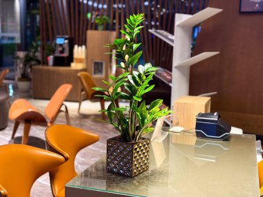 Zamioculcas modern bir iç mekanda cam bir masaya yerleştirilmiş dekoratif bir çömlek içinde bitki. Kapalı alanda yeşillik, yaşam tarzı ve süs bitkisi dayanıklılığı, tazeliği ve çevresel uyumu simgeliyor.