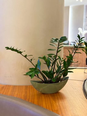 Zamioculcas modern bir iç mekanda cam bir masaya yerleştirilmiş dekoratif bir çömlek içinde bitki. Kapalı alanda yeşillik, yaşam tarzı ve süs bitkisi dayanıklılığı, tazeliği ve çevresel uyumu simgeliyor.
