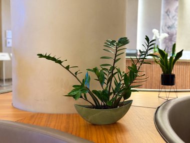Zamioculcas modern bir iç mekanda cam bir masaya yerleştirilmiş dekoratif bir çömlek içinde bitki. Kapalı alanda yeşillik, yaşam tarzı ve süs bitkisi dayanıklılığı, tazeliği ve çevresel uyumu simgeliyor.