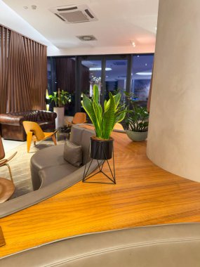 Sarı kenarlı uzun yeşil yapraklı Sansevieria trifasciata. Tahta bir masada siyah bir tencerede duruyor. Kapalı alan bitkisi, esneklik ve süs yeşilliği refahı, dekorasyonu ve doğal uyumu sembolize eder.