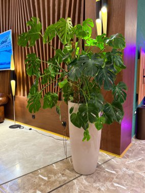 Çağdaş tasarımlı, şık bir iç mekâna yerleştirilmiş uzun bir tencerede büyük yaprakları olan canavar bitkisi. Kapalı alanda yeşillik, yaşam tarzı ve süs bitkisi tropik güzelliği ve çevresel uyumu sembolize eder.