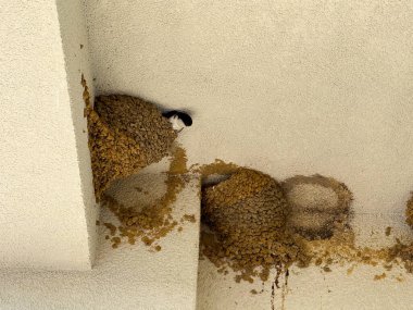 Beton bir tavana bağlı bir çamur yuvasının içinde dinlenen kırlangıç. Vahşi yaşam, ekoloji ve şehir adaptasyonu kuş yaşam alanı, barınak ve doğal yuva yapma davranışlarını gösteriyor.