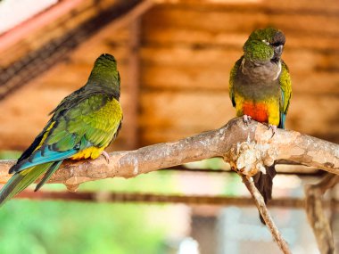 Tahta bir dalda oturan iki renkli Kazıcı papağan. Vahşi yaşam, tropikal kuşlar ve esaret altında egzotik doğa