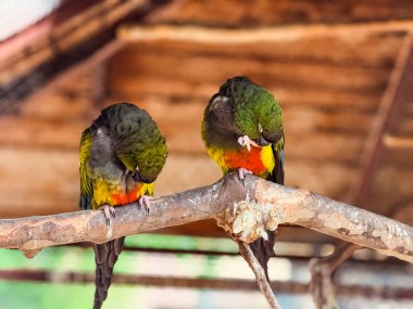 Tahta bir dalda oturan iki renkli Kazıcı papağan. Vahşi yaşam, tropikal kuşlar ve esaret altında egzotik doğa