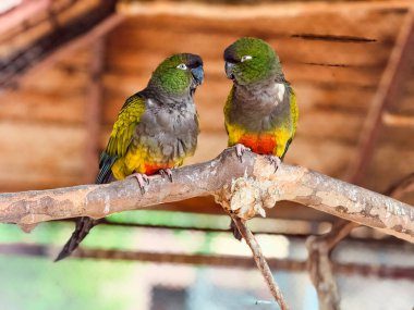 Tahta bir dalda oturan iki renkli Kazıcı papağan. Vahşi yaşam, tropikal kuşlar ve esaret altında egzotik doğa