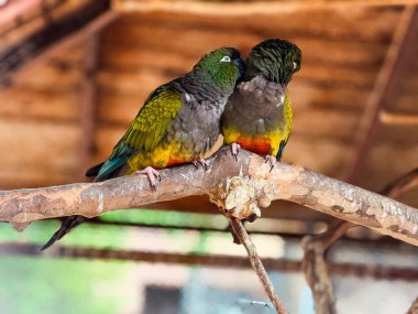 Bir dalda birbirini tımar eden iki papağan. Şefkat, vahşi yaşam bağı ve tropikal kuş etkileşimi.