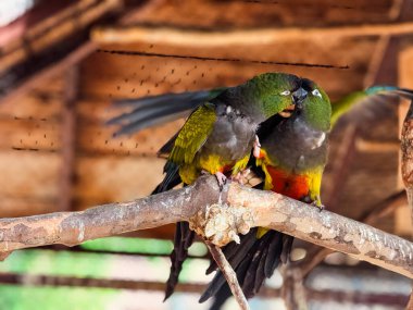 Bir dalda birbirini tımar eden iki papağan. Şefkat, vahşi yaşam bağı ve tropikal kuş etkileşimi.