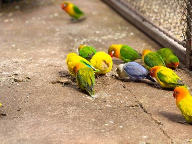 Yerde beslenen bir grup muhabbet kuşu. Egzotik papağanlar, tropikal vahşi yaşam ve renkli kuş çeşitliliği.