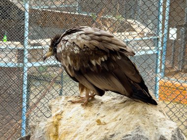 Mısırlı akbaba esaret altındaki bir kayaya tünemiş. Vahşi yaşamı koruma, nesli tükenmekte olan türler ve yırtıcı kuş gözlemi
