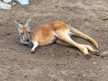 Kırmızı kanguru yerde dinleniyor. Vahşi yaşam, adaptasyon ve kuru ortamlarda keselilerin doğal davranışları.