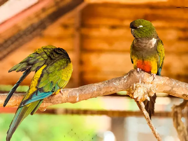 Tahta bir dalda oturan iki renkli Kazıcı papağan. Vahşi yaşam, tropikal kuşlar ve esaret altında egzotik doğa