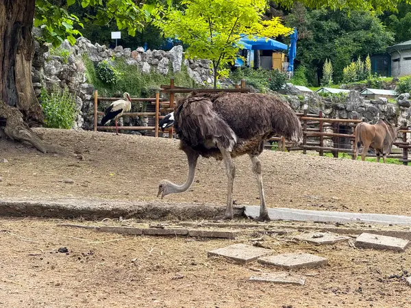 Devekuşu yerde yiyecek arıyor. Vahşi yaşam, biyoloji ve koruma