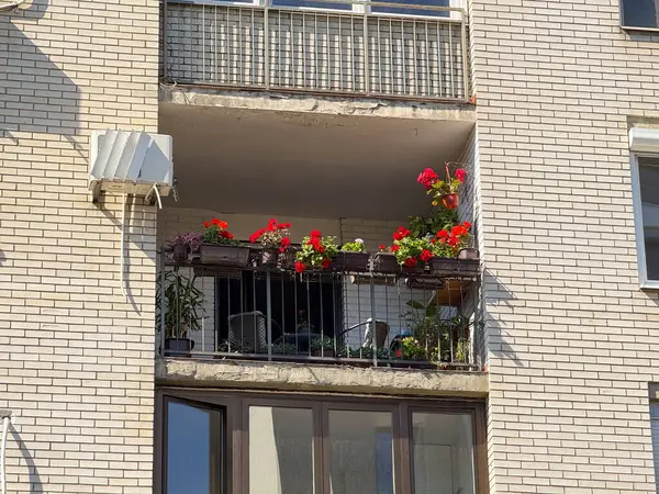 Saksı çiçekleri ve bitkilerle dolu balkon tuğla bir cephede metal bir korkuluk boyunca dizilmiş. Kentsel yaşam, dış mekan dekorasyonu ve apartman yaşam tarzı mimariyi, yeşilliği ve mevsimsel büyümeyi yansıtıyor