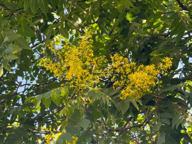 Koelreuteria panikleyerek yeşil yapraklar arasında parlak sarı çiçek kümeleri oluşturdu. Süslü çiçek ağacı, egzotik bitki ve mevsimlik bitki örtüsü.