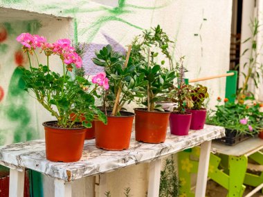 Açık bir alanda, ahşap bir masaya dizilmiş çeşitli saksı bitkileri ve çiçekler. Bahçecilik, yaşam tarzı ve dekorasyon yeşilliği, kentsel bitki örtüsünü ve mevsimsel ev ekimini sembolize ediyor.