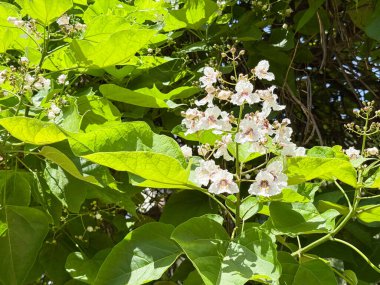 Katalpa bignonioides orta boy yaprak döken süs ağacı, beyaz sigara ağacı çiçekleri, tomurcukları ve yeşil yapraklardan oluşan dallar..