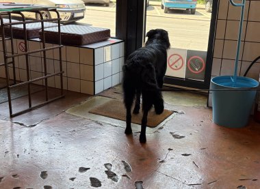 Kafe kapısının yanında duran siyah köpek. Kentsel sosyal çevrede sadakat, sabır ve arkadaşlık.