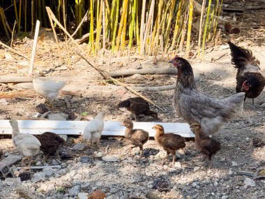 Tavuk, bambu saplarının yanında gün ışığında birkaç civcivle duruyor. Aile, koruma ve doğal kümes hayvanları çiftliği yaşam tarzına sahip kırsal tarım.