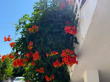 Beyaz bina duvarı boyunca büyüyen turuncu trompet çiçekleri. Doğa, güzellik ve yaz seyahatleri. Egzotik bitki örtüsüyle birlikte.