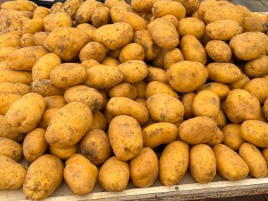 Ahşap tezgahta toplanmış taze patates yığını. Tarım, tarım ve mevsimlik sebzeler besin ve doğal yaşam tarzıyla üretiliyor.