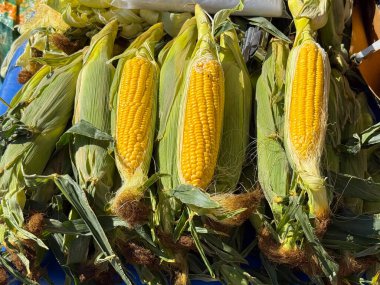 Markette sarı çekirdekli kabuklu taze mısır koçanları. Tarım, tarım ve doğal beslenme ve sağlıklı yaşam tarzıyla mevsimsel hasat.