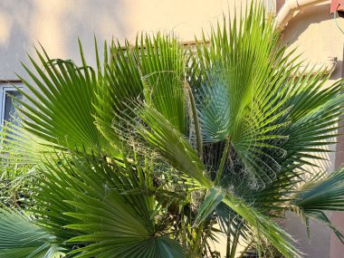Güneş ışığında bir binanın duvarında büyüyen yeşil palmiye ağacı. Tropikal bitki örtüsü, kentsel doğa ve egzotik açık hava manzarası.