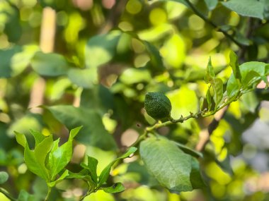 Ağaç dalında yeşil limon. Güneşli bir meyve bahçesinde büyüme, tazelik ve doğal tarım.