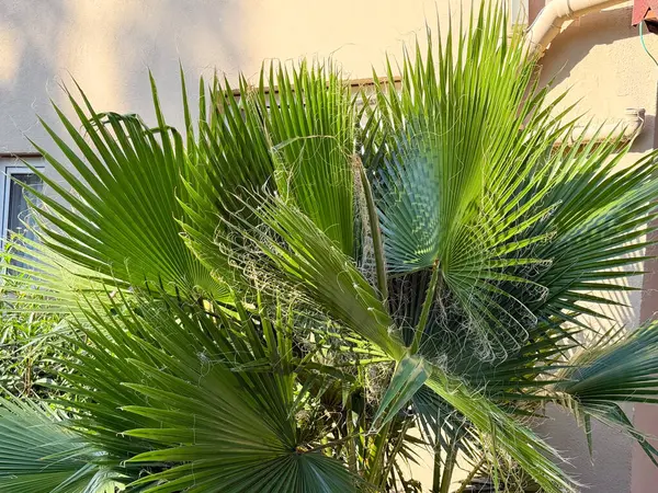 Güneş ışığında bir binanın duvarında büyüyen yeşil palmiye ağacı. Tropikal bitki örtüsü, kentsel doğa ve egzotik açık hava manzarası.